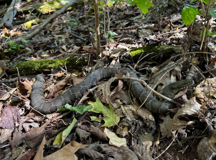 Midland Water Snake